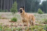 MALINOIS 553